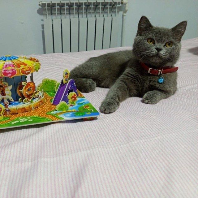 Скоттиш страйт киз бола
