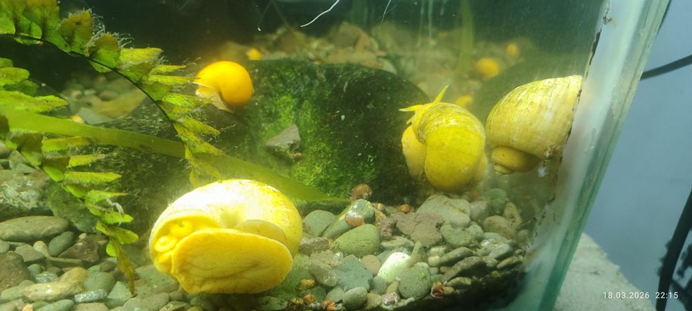 Улитки аквариумные.
