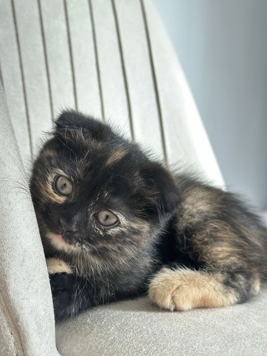 Продаю котенка в хорошие руки