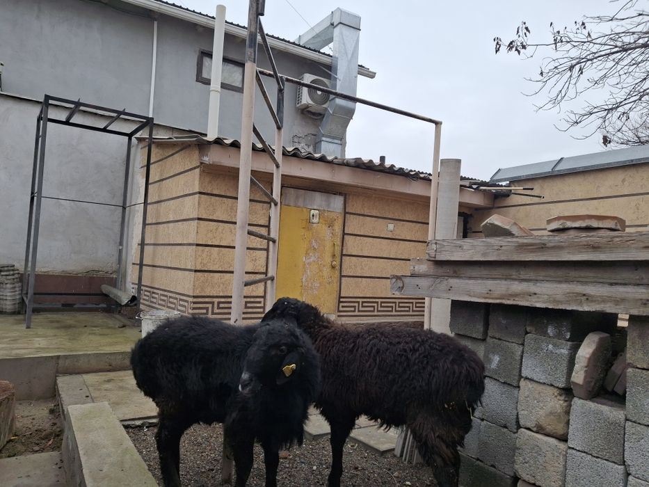 Еркек Тоқтылар бар 2шт