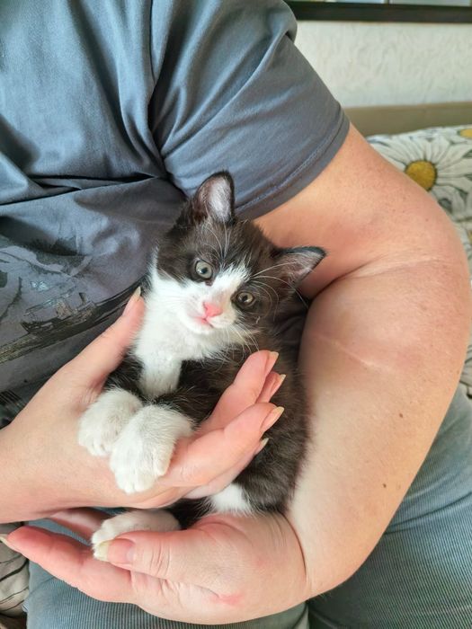 Отдам котенка в добрые руки