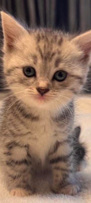 Продам «Два котёнка британца»