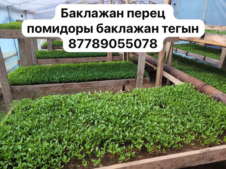 Рассада и кондиционер