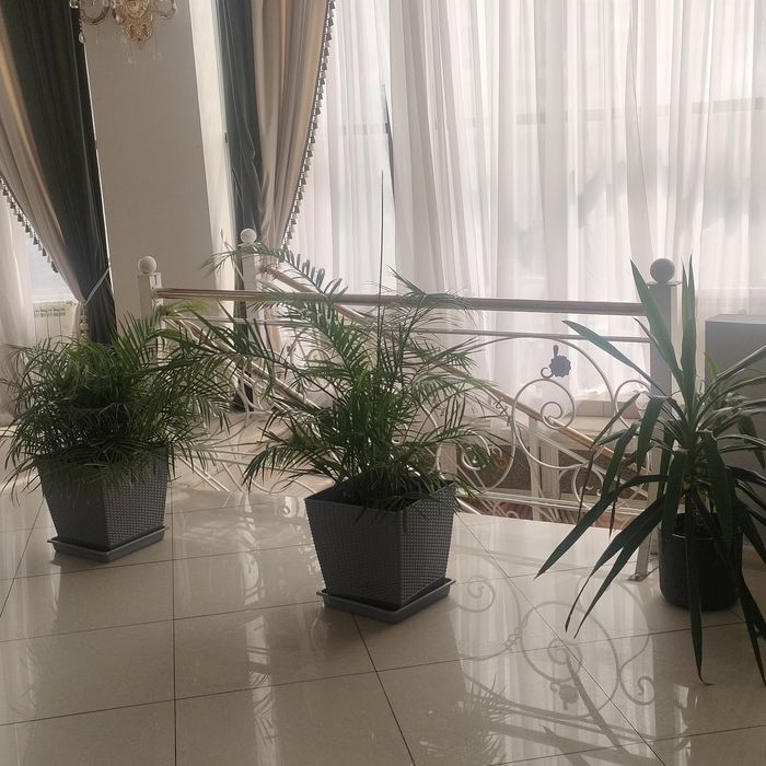 Комнатные растения