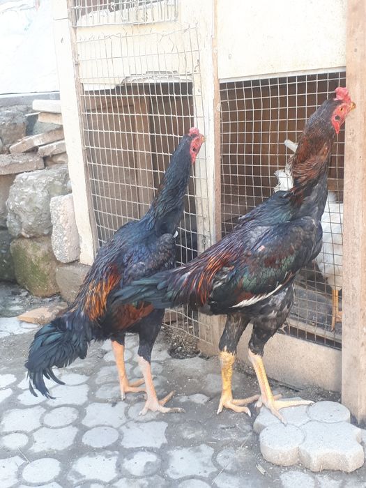 Dakan xurozlari sotiladi