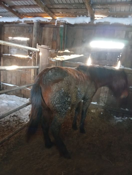 Продам лошадь (2.5 года) на откорме