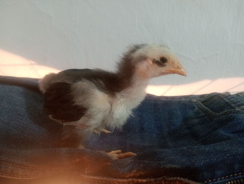 Индоутята,цыплята.