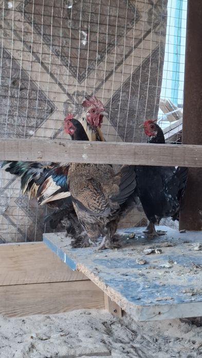 Тауыктар сатылады японка