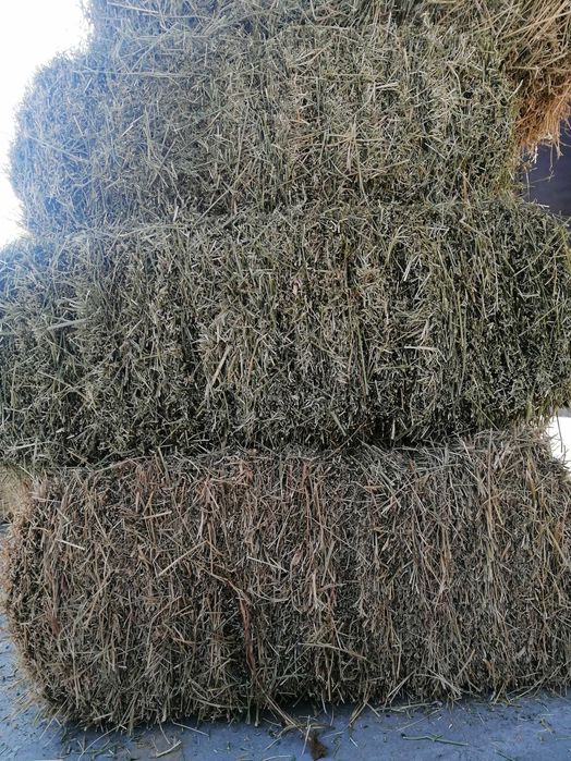 Beda piris sotiladi sorochni