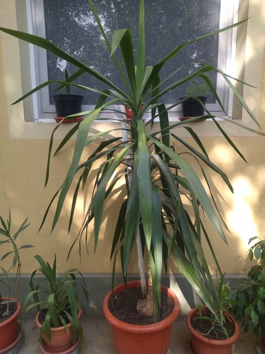 Vand yucca 170 cm inaltime, bogat