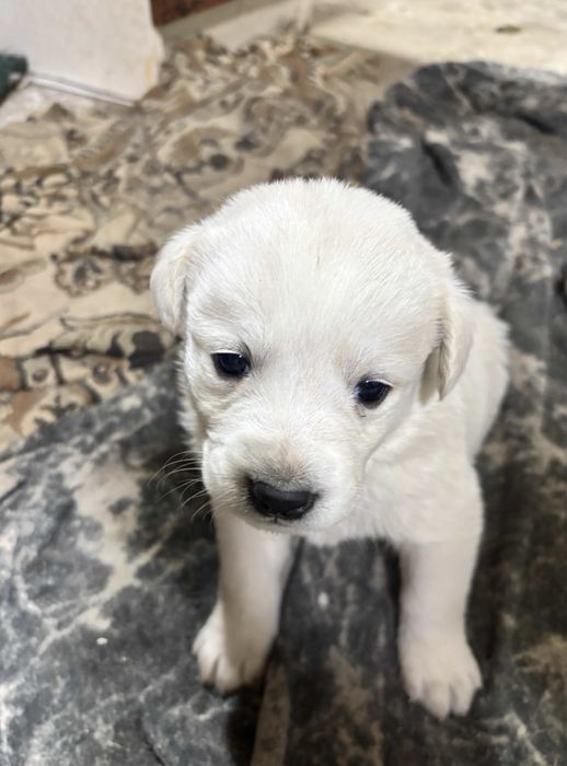 Продам щенки