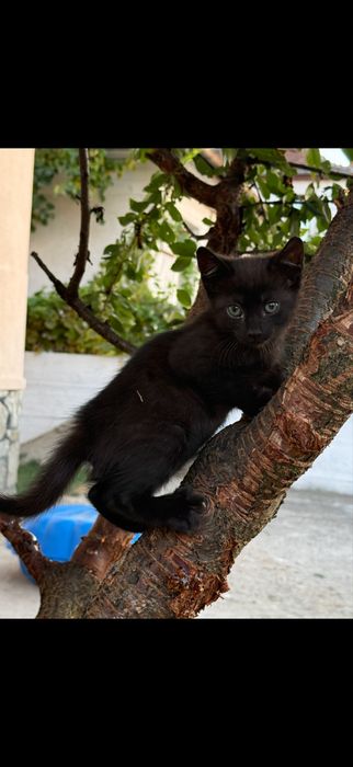 Donez pisic negru ..6 saptamani