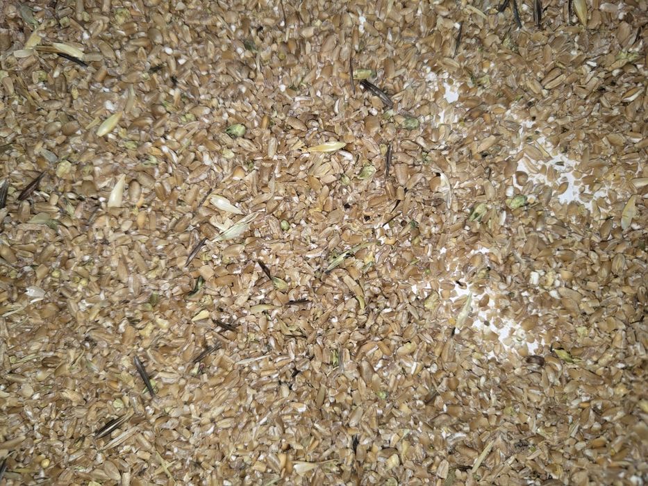 Продам : Пшеницу , овёс, ячмень, сечку пшеницы