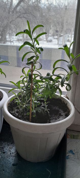 Розмарин пищевой .