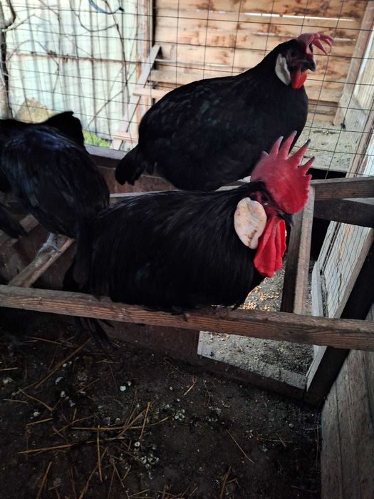 Cocos Minorca de vanzare