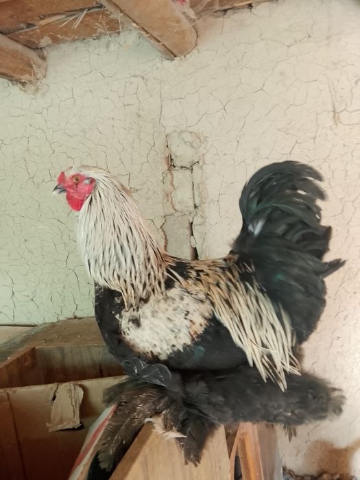 Петухи продается