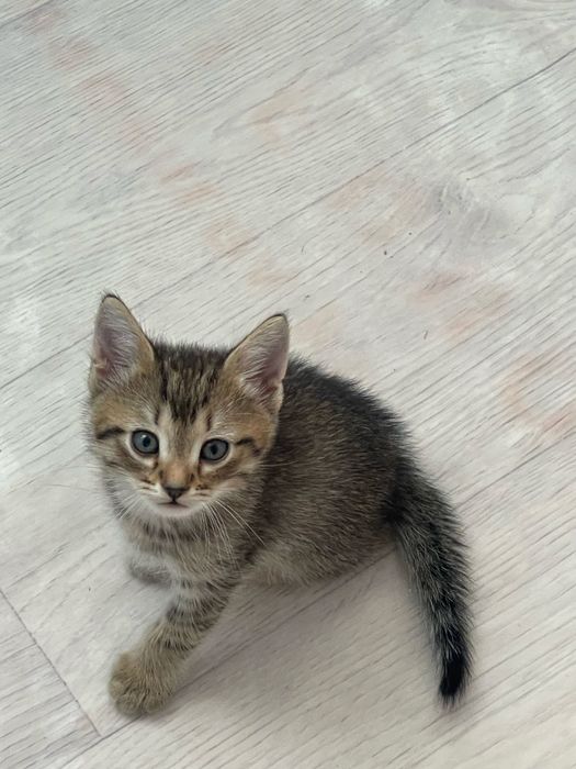 Котятя в добрые руки