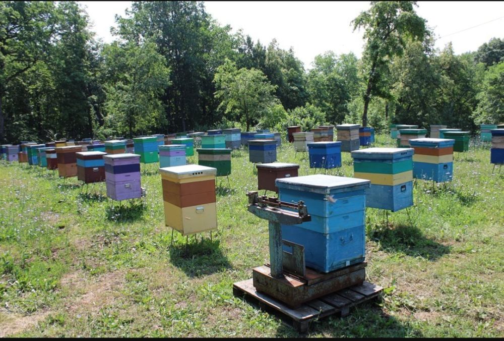 Продам пасеку со всем инвентарём