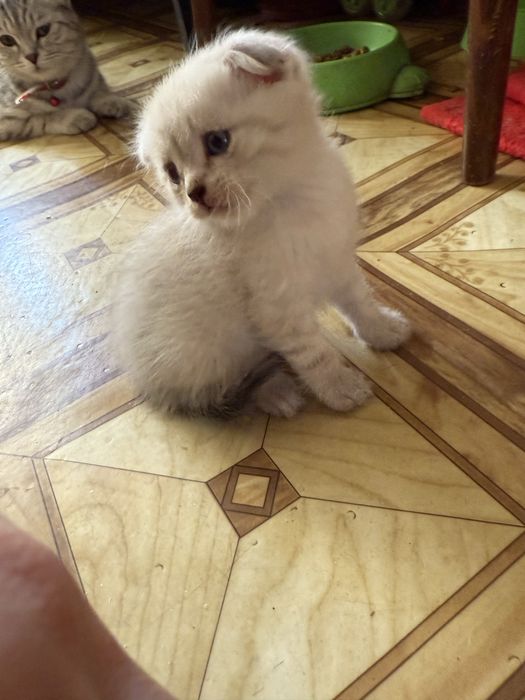 Отдам котят, 2 мальчика и 1 девочка