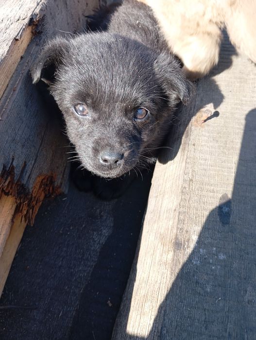 Отдам щенят -звоночки