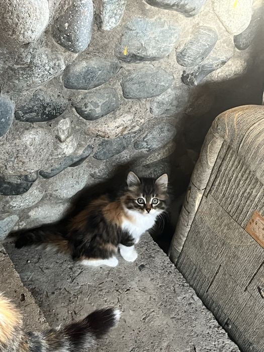 Отдам котят в добрые руки