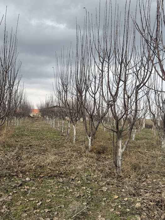 Саженцы,алмалар,яблока