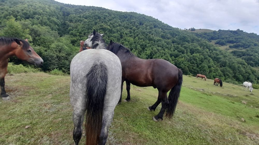 Vând cai unu de 5 ani cal și iapa de 4 ani