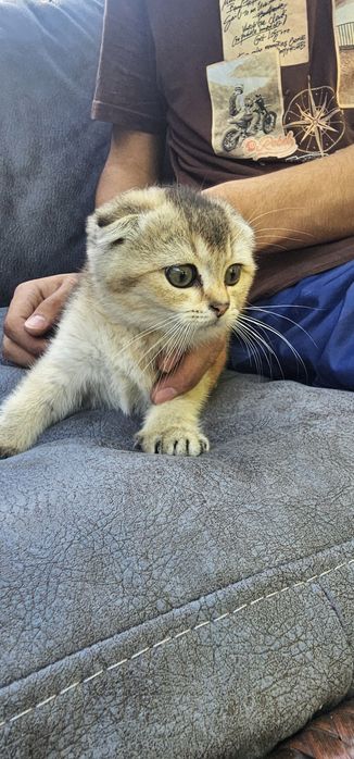 Продаю Котят шиншилла страйк мальчик фолд девочка