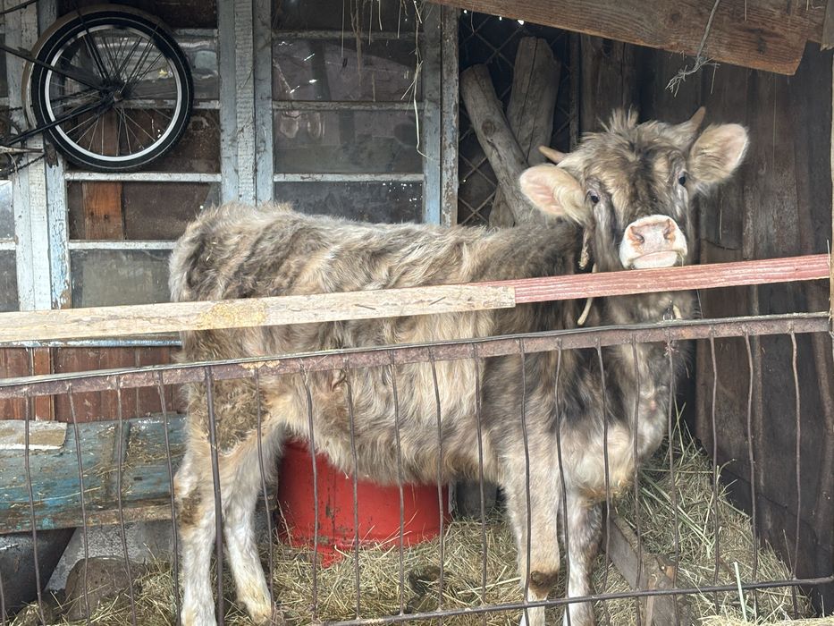 Годовалая Телка Тана