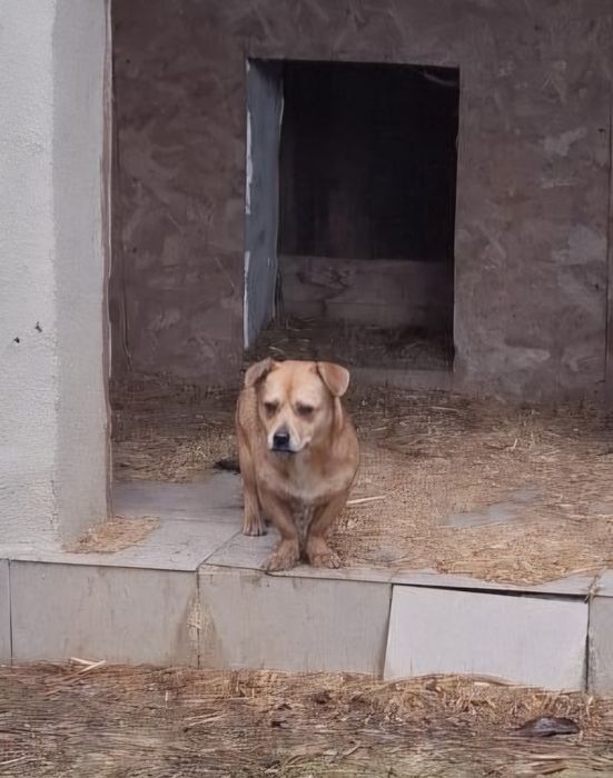 Câine spre adopție