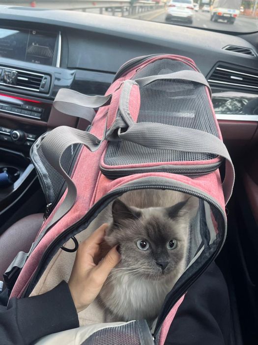 Отдам кошку в хорошие рукт