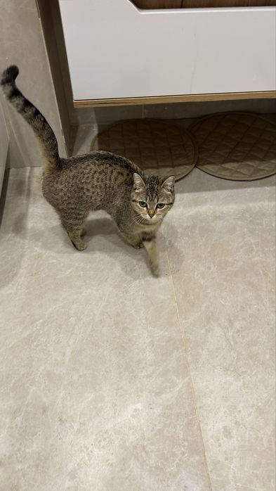 Кошечка в добрые руки