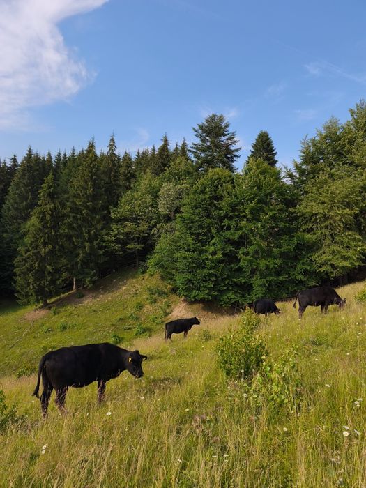 Juninci Aberdeen Angus
