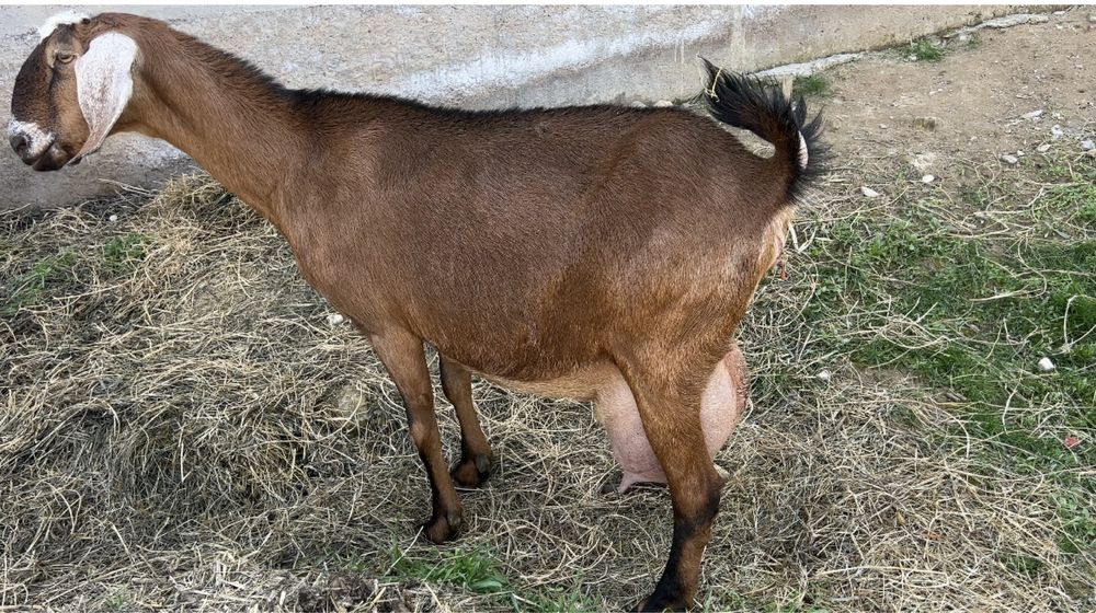 Англонуб ешки сатылады