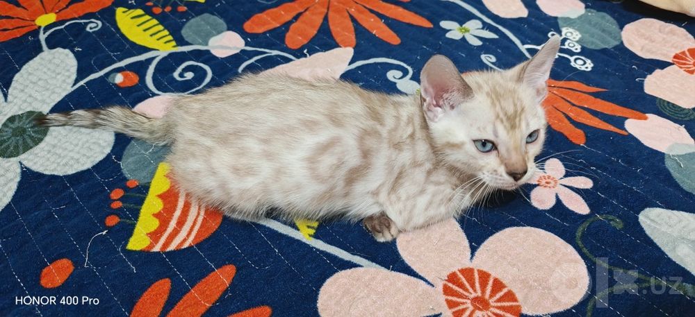 Бенгальские котята