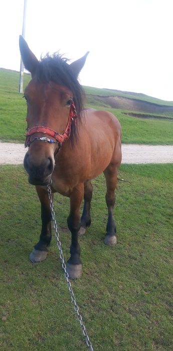 Vând manza de 3 ani