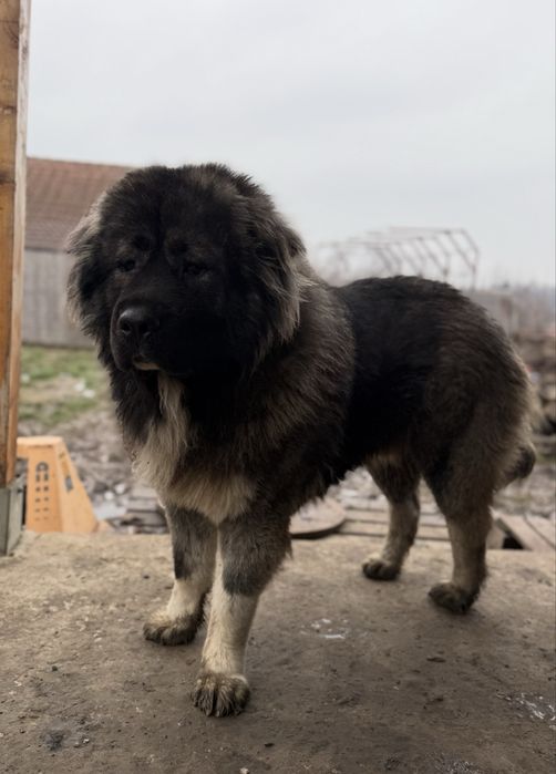 catel ciobanesc caucazian