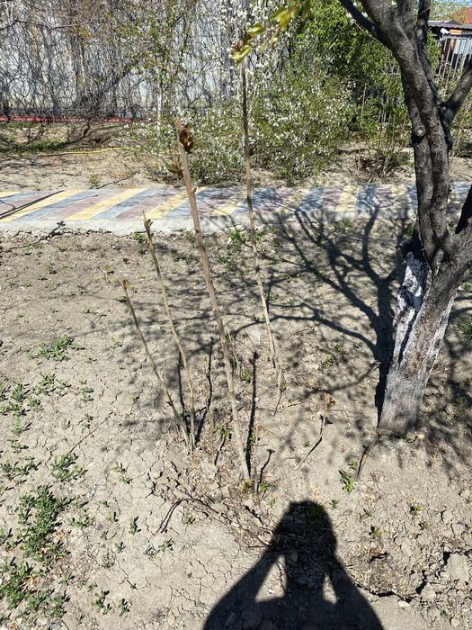 Продам деревья ясень, разных размеров