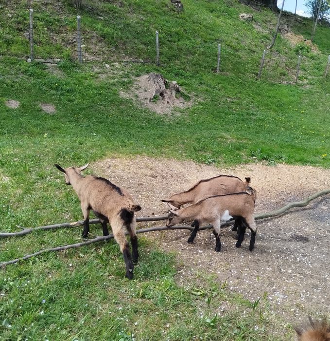 Iedițe alpine franceze