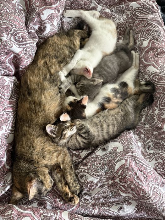 Котята в добрые любящие семьи