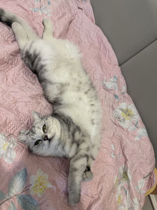 Отдаю стерилизованную кошку