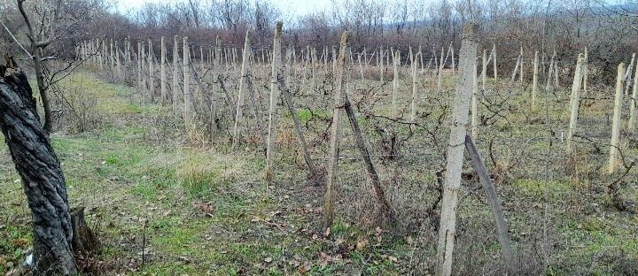 Парцел с лозов масив 1.437 дка.