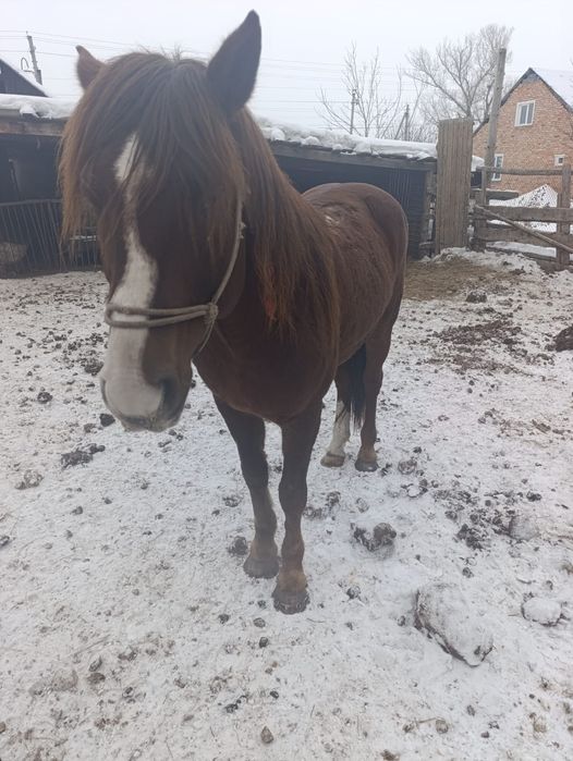 Продам жиребца 6 лет