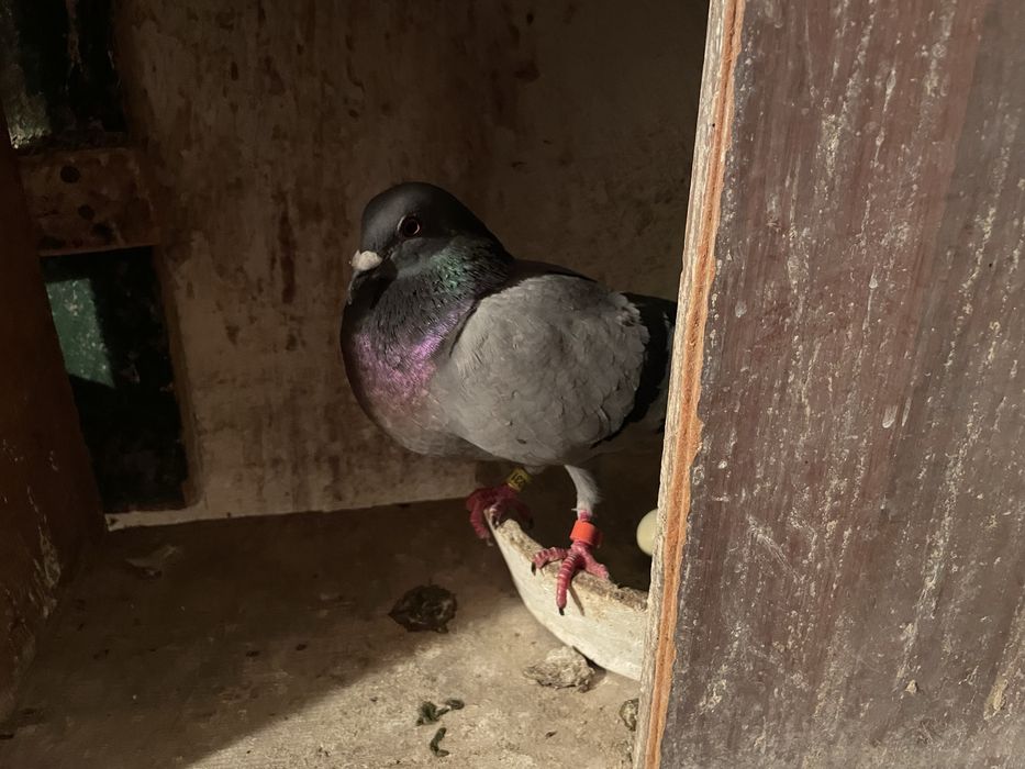 Vand porumbei voiajori