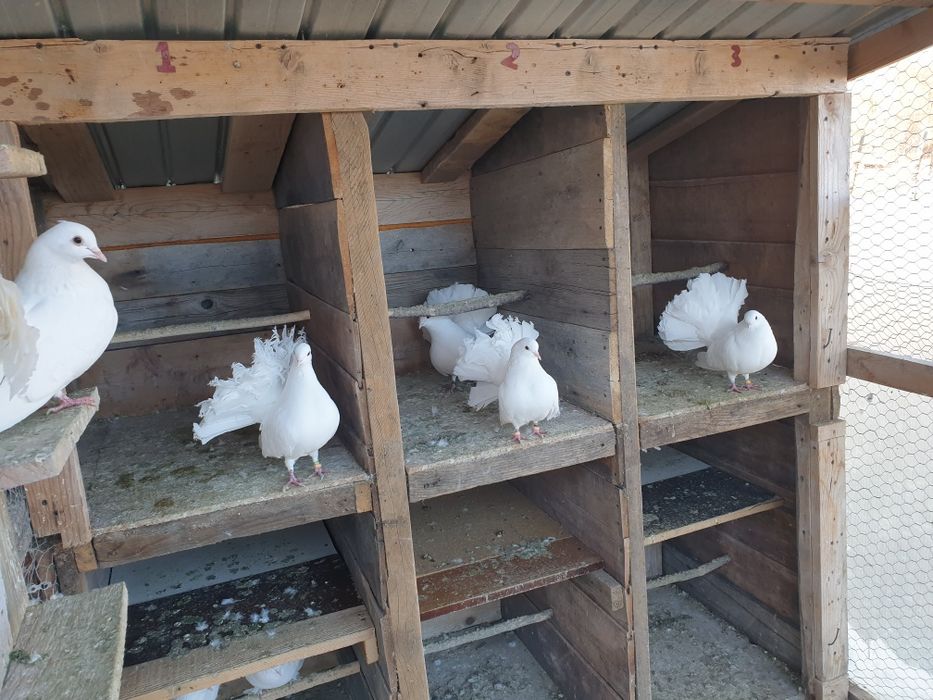 Prumbei voiajori si infoiati albi