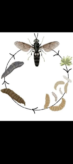 Черная львинка для сельского