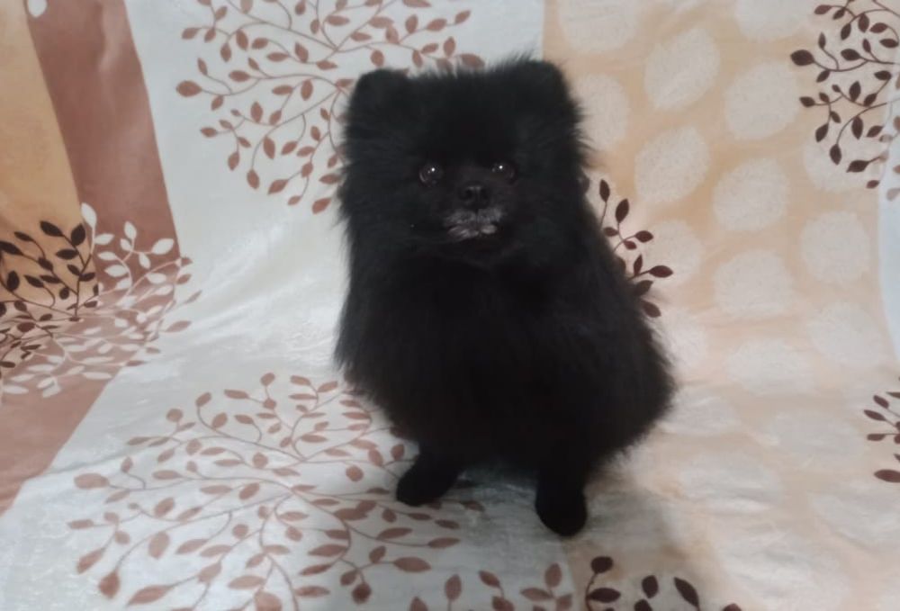 Немецкий шпиц вязка