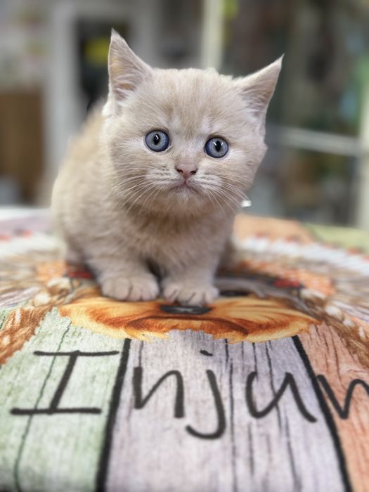 Котенок британец!