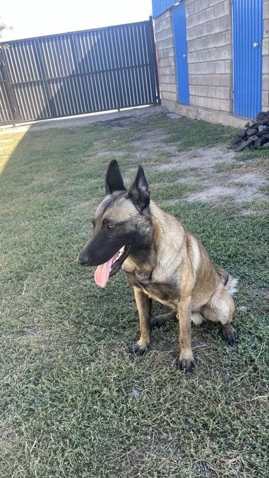 Пропала собака малинуа