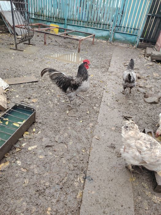 Vând cocos Australorp albastru